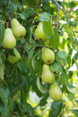 A small pear tree with many, large and ripe fruits in the garden