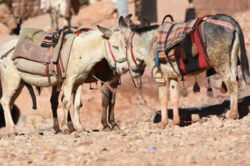 Donkeys working as transport and pack animals in Petra, Jordan. Persistent animals used to...