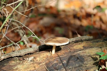 satin-shield Mushroom grown through