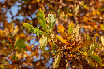 autumn leaves background