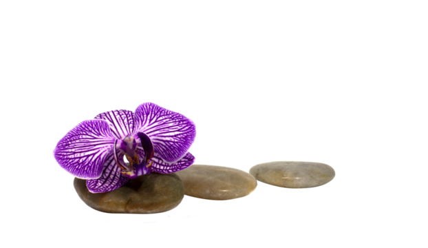 stones and orchid  on transparant