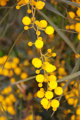 small yellow mimosa flowers on a background of green leaves in the garden