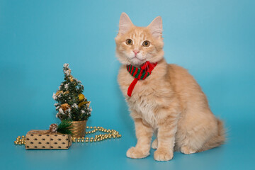 Red kitten in a scarf sits on a blue background