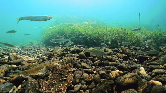 Underwater footage of swimming Round goby, (Neogobius melanostomus) with a big group of Bleak (Alburnus alburnus) and Roach (Rutilus rutilus). Underwater river habitat. Swimming freshwater fish