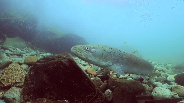 Freshwater fish Huchen (Hucho hucho) in the beautiful clean river. Underwater footage with excellent background and natural light. Wildlife animal. Swimming predator Danube salmon in the river habitat
