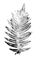 Leaf print with ink.. For designs about nature