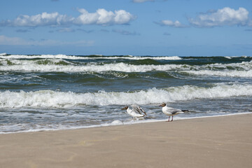 seagulls on the beach
