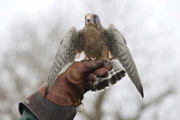 Common Kestrel sitting on a falconers glove - obrazy, fototapety, plakaty