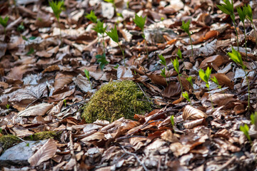 moss on the ground