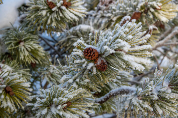 pine branches with cones
snow covered pine branches