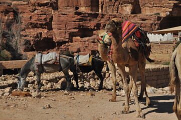 Dromedary camel in the ancient city of Nabe Petra. Tourist attraction and transport for visitors. A ship of the desert, traveling in caravans.