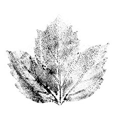 Leaf print with ink.. For designs about nature