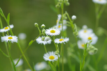 Summer white daisies close up
