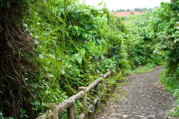 Fototapeta premium Close up the thin green ivy