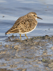 Temminck’s Stint