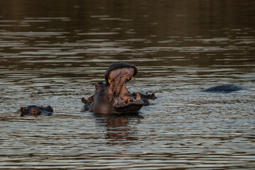 The common hippopotamus (Hippopotamus amphibius), or hippo, is a large, mostly herbivorous mammal...