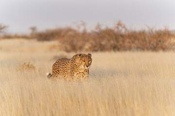 cheetah in the African savannah waiting for prey Namibia.