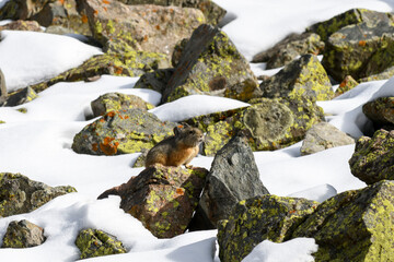 Pika in mountain rocks on a scree slope.
