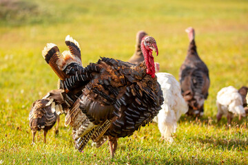 Turkeys walk on the grass in a green meadow in a pasture. Animal husbandry and agriculture in the mountains.