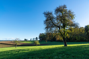 Streuobstwiese im herbstlichen Sonnenschein