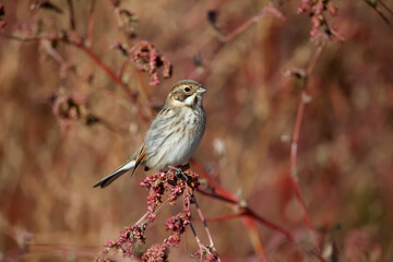 A female The common reed bunting (Emberiza schoeniclus) is photographed in its natural habitat against a blurred background. Close-up in the soft morning light