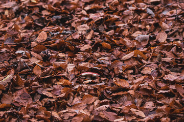 mushroom in fallen leaves in autumn