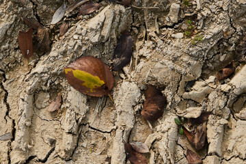 paint an autumn scene on a canvas
