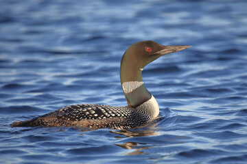 Eistaucher / Common Loon / Gavia immer.