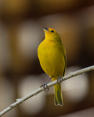 A male of Saffron Finch also known as Canario or Chirigue Azafranado is a yellow bird typical of Brazil. Species Sicalis flaveola. Birdwatcher.  Bird lover. Birding. Yellow bird.
