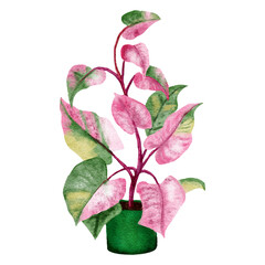 Hand drawn watercolor illustration of philodendron pink princess houseplant, green leaves pink pot plant flower, tropical foliage leaves, expensive variety. Urban jungle nature lovers species herb. © Marina Lahereva