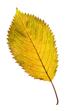 a bright elm autumn leaf isolated on transparent background PNG file