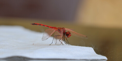 Trithemis Arteriosa Dragonfly on a table
