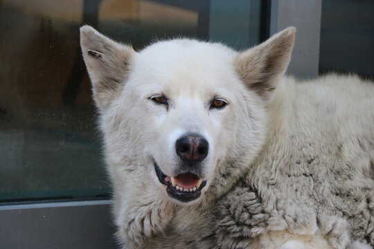 Beautiful big white street dog in the city