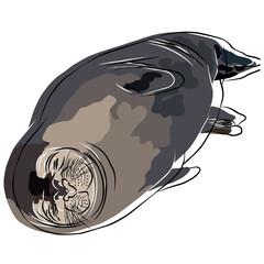 It's a beautiful earless seal image. - obrazy, fototapety, plakaty