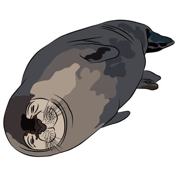 It's a beautiful earless seal image.