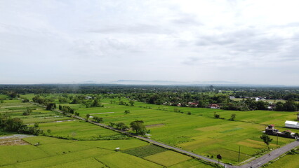 Fototapeta na wymiar beautiful view of green rice fields. aerial view. photo drone
