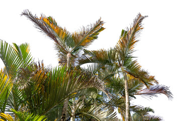 Fototapeta na wymiar Palm tree and leaves on white background. Itaipava, Rio de Janeiro, Brazil