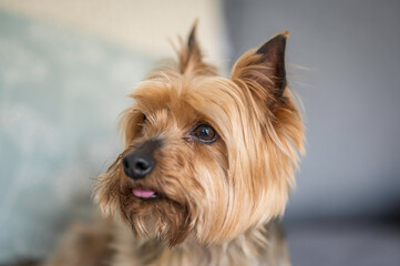Yorkshire Terrier dog, head profile