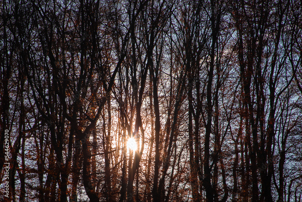 Wall mural The sun seen through the trees in the forest