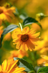 Yellow flowers Heliopsis helianthoides in the garden. Summer floral background