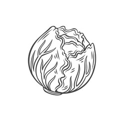Radicchio outline icon vector illustration. Hand drawn line sketch of leaf chicory, fresh lettuce leafy vegetable and organic food ingredient for cooking fresh Radicchio salad in Italian cuisine