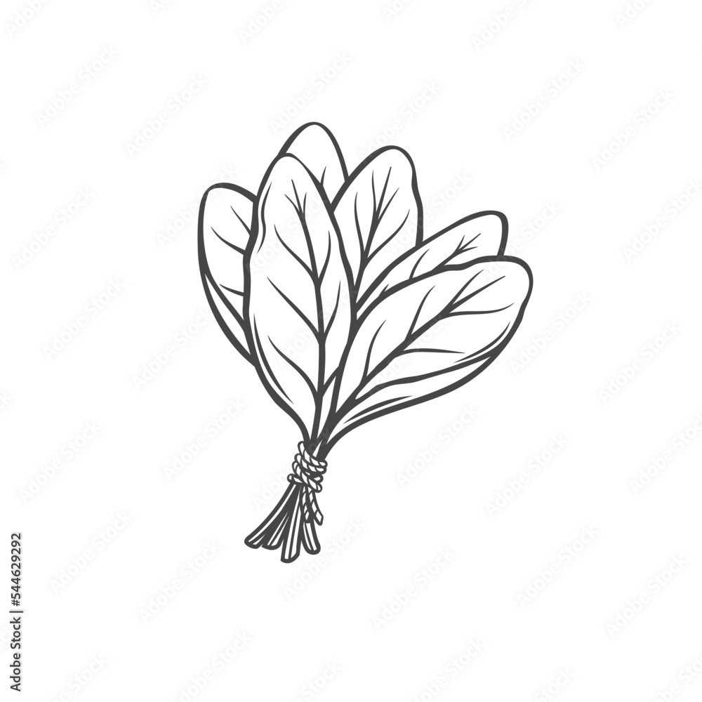 Sticker sorrel outline icon vector illustration. hand drawn line sketch of natural bunch of sorrel plants, h - Stickers