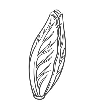 recommend clip art: Chicory salad outline icon vector illustration. Hand drawn line sketch of fresh leafy vegetable harvest from farm garden or agriculture field, food ingredient for cooking vegan vitamin salad