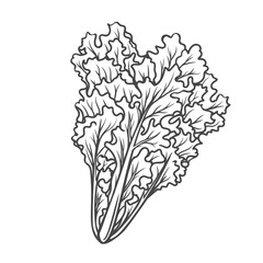Curly endive outline icon vector illustration. Hand drawn line sketch of organic fresh leaf vegetable, healthy endive plant for vegetarian restaurant menu and food ingredient for healthy diet