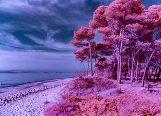 Infrared photography with inversion of the red and blue color channels, view from the Carbonifera beach towards the sea and the city of Piombino on the right the trees of the reserve called della Ster © Paolo Borella