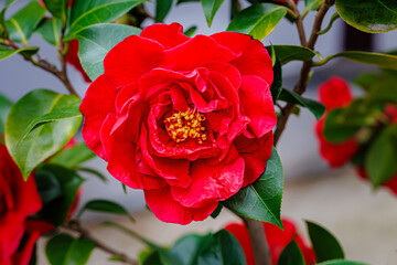 Camellia japonica Dr. Burnside  flower in garden. Red petals camellia in full bloom