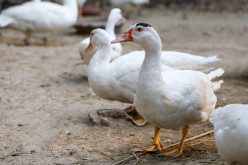 Naklejka na ściany i meble Group white duck in farm thailand