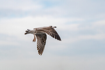 Obraz premium Seagull in flight
