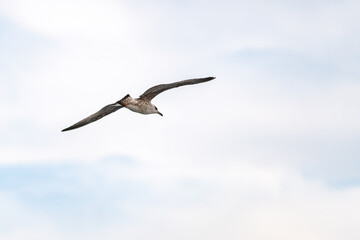 Seagull in flight