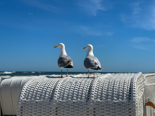Two sea gulls sitting on a top of white beach chair strandkorb and look on Baltic Sea on a beach on...